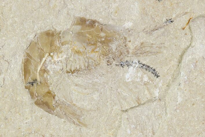 Cretaceous Fossil Shrimp - Lebanon #107681
